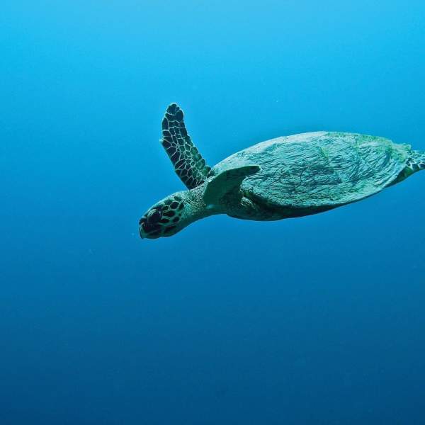 Wer hat nicht schon einmal davon geträumt, mit Schildkröten zu schwimmen?