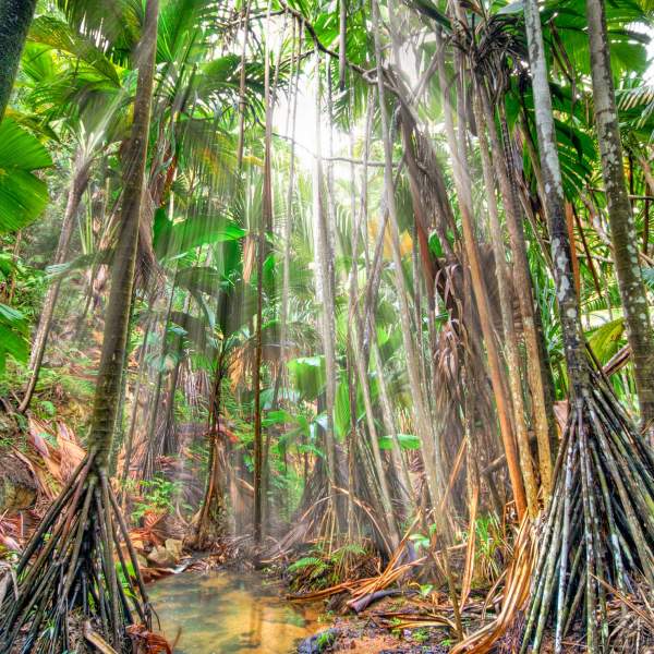 Das Vallée de Mai
