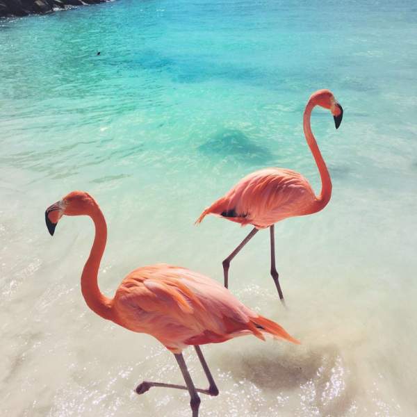 Bestaunen Sie die Fauna der Bahamas
