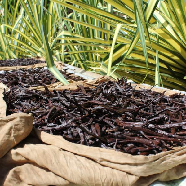Der einzigartige und süße Duft der Tahiti-Vanille