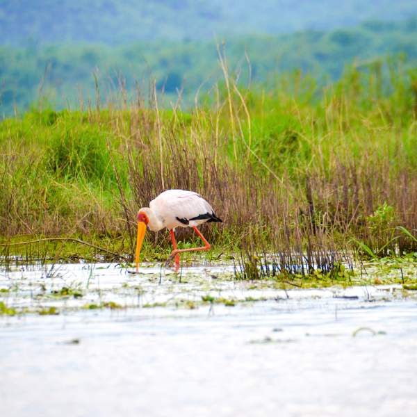 Der Tantal-Ibis-Storch mit seinem gelben Schnabel und den langen, schlanken Beinen