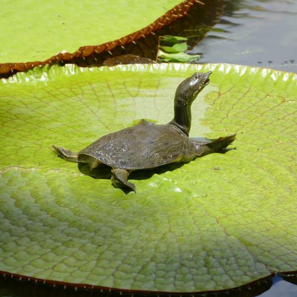 Der botanische Garten und seine riesigen Seerosen