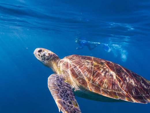 Tauchen auf einer Kreuzfahrt in Mauritius