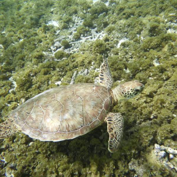 Nehmen Sie Schwimmflossen, Taucherbrille und Schnorchel heraus, um mit Schildkröten zu schwimmen