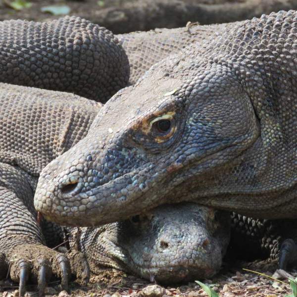 Besuchen Sie die Komodowarane