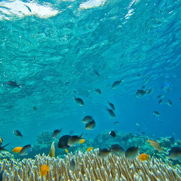Tauchen Sie ein in die Mitte von unzähligen Fischen
