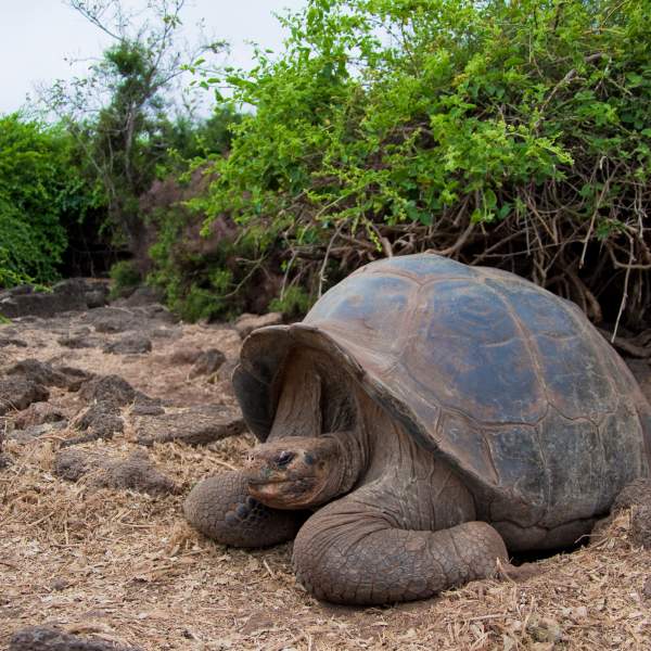 Die beeindruckenden Schildkröten des Darwin Zentrums