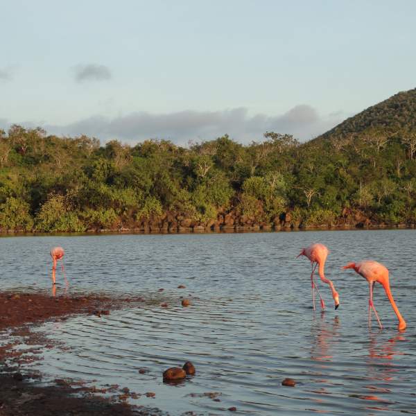 Die Möglichkeit, rosa Flamingos zu beobachten