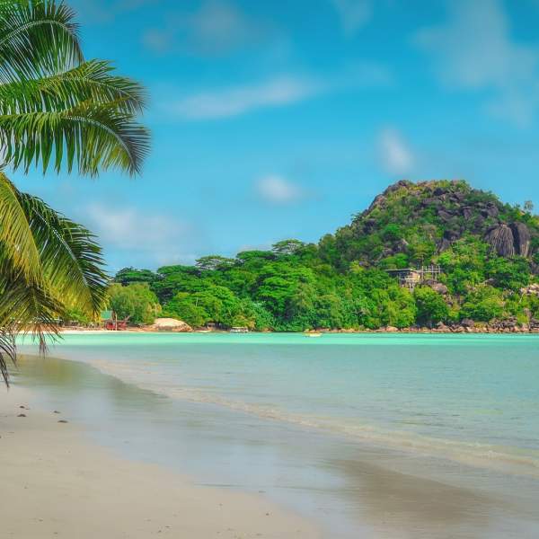 Praslin und seine unzähligen Palmen