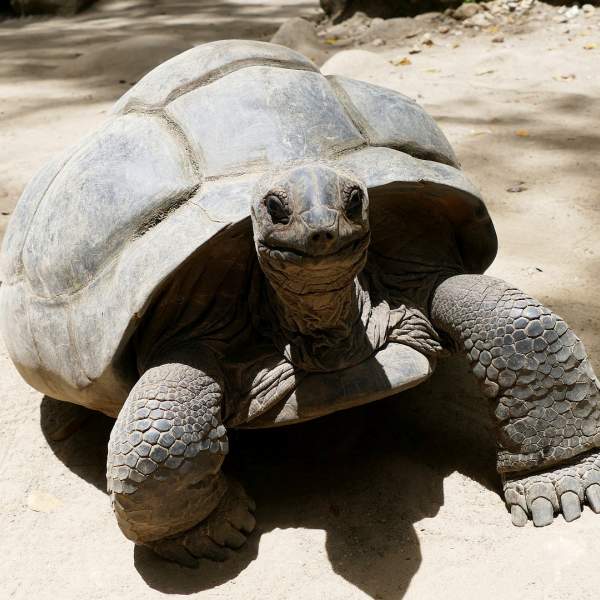 Lernen Sie Curieuses Riesenschildkröten kennen