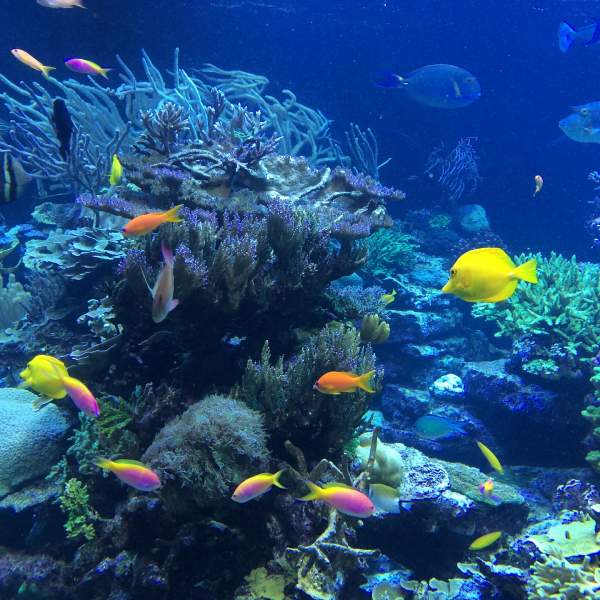 Beobachten Sie die farbenfrohen Fische, die um Sie herum schwimmen