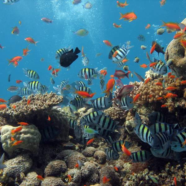 Das Rote Meer und seine unglaubliche Unterwasserwelt