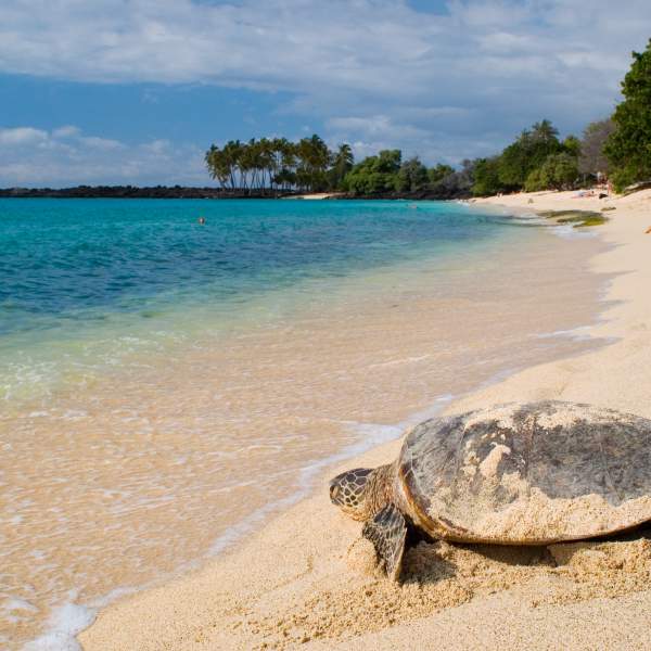 Treffen Sie die unvergleichbaren Schildkröten der Seychellen