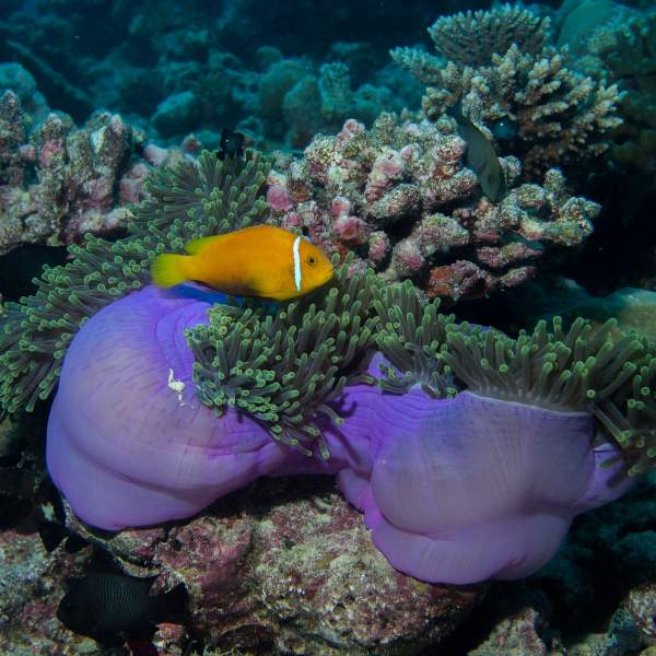Entdecken Sie die Diversität der Unterwasserwelt