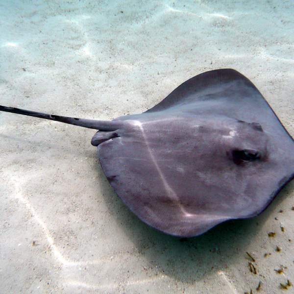 Der Mantarochen, auch bekannt als der Teufel des Meeres.