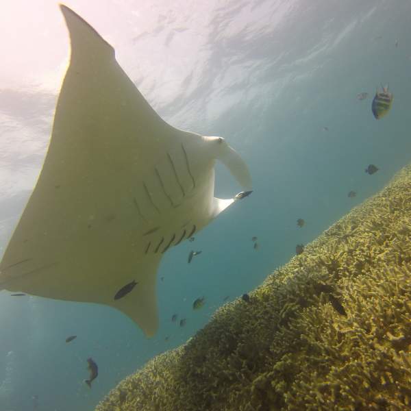 Machen Sie Bekanntschaft mit den prachtvollen Mantas