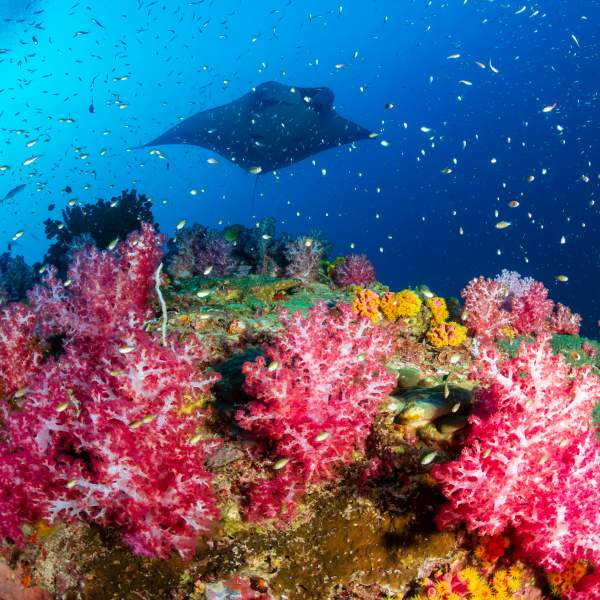 Schwimmen Sie in farbenfrohen Meerestiefen