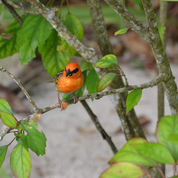 Besonders Vogelbeobachter finden auf den Seychellen ihr Glück