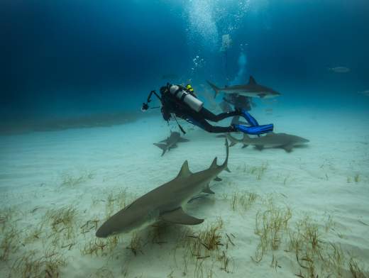 Tauchkreuzfahrt auf den Bahamas