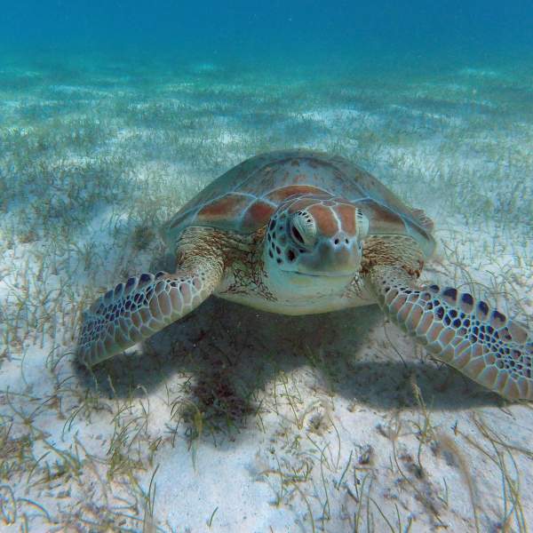 Mit Schildkröten schwimmen