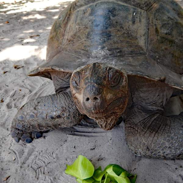 Begrüßen Sie die Schildkröten