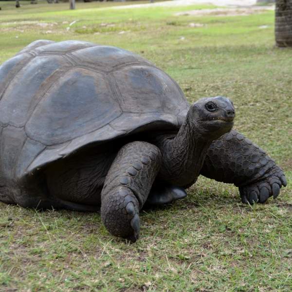 Riesenschildkröten auf der Insel Curieuse