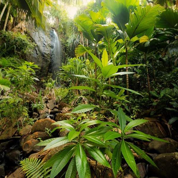 Das Vallée de Mai