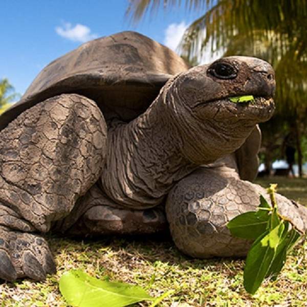 Die Riesenschildkröten der Insel Curieuse