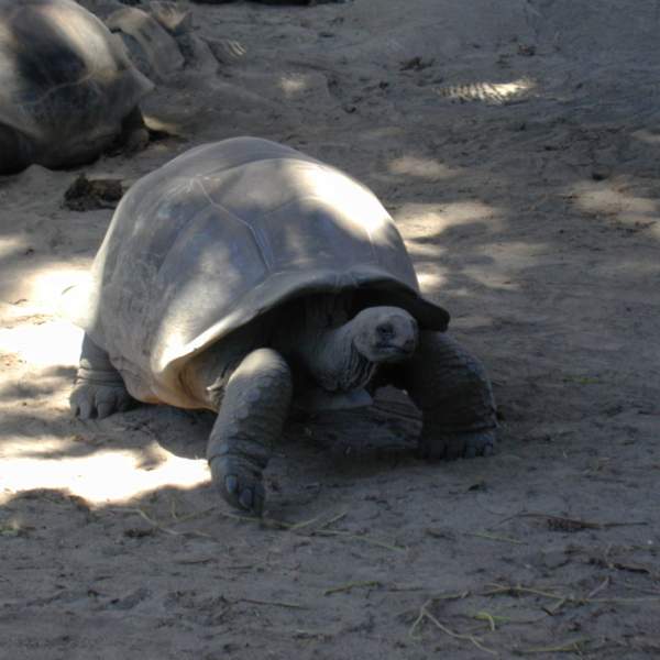 Die Riesenschildkröten