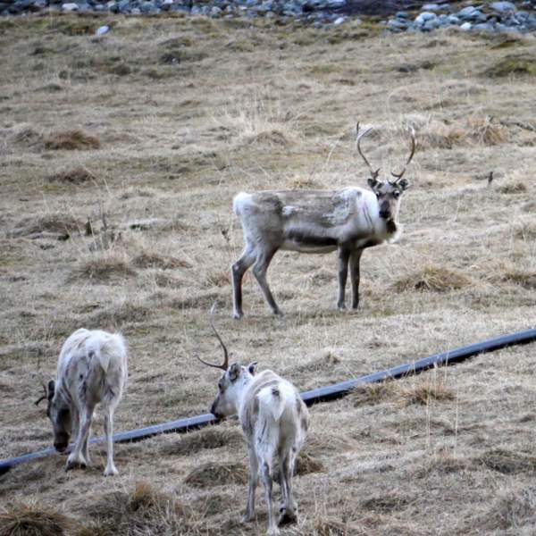 Beobachten Sie die Tiere in Ihrer natürlichen Umgebung