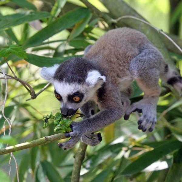 Die Lemuren von Nosy Komba
