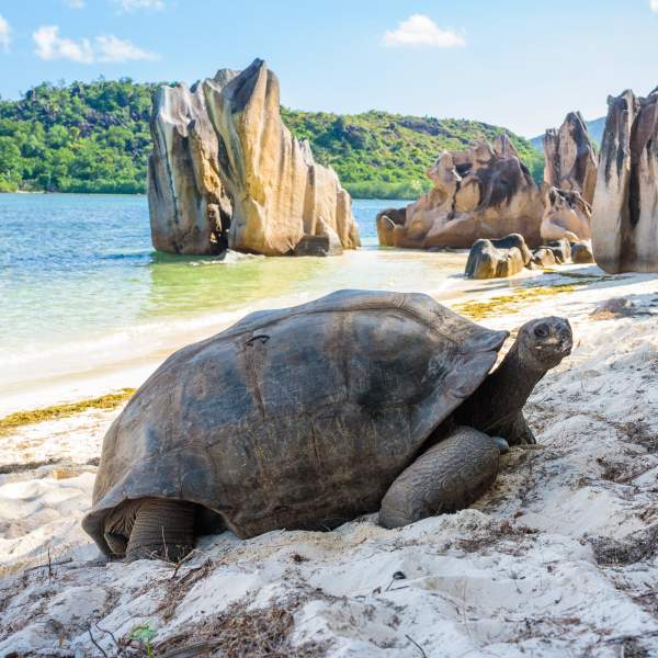 Riesenschildkröten auf der Insel Curieuse