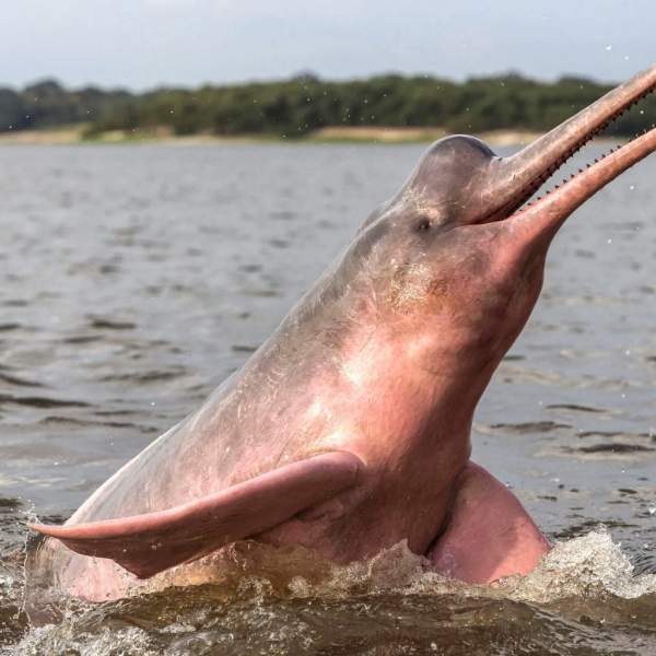 Die berühmten rosa Delfine
