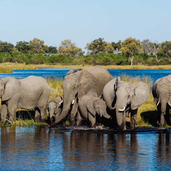 Elefanten im Chobé-Fluss