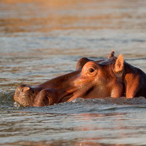 Beobachten Sie verschiedene Tiere